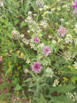 Centaurea scabiosa subsp. apiculata (Ledeb.) A. D. Mikheev的圖片