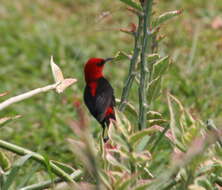 Image of Cardinal Myzomela