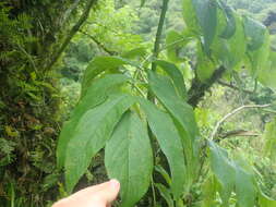 Image de Sambucus peruviana Kunth