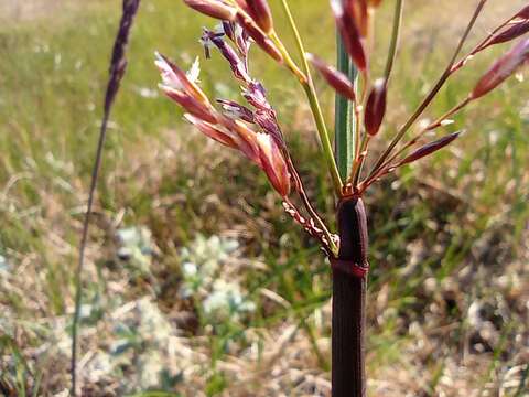 Imagem de Arctagrostis