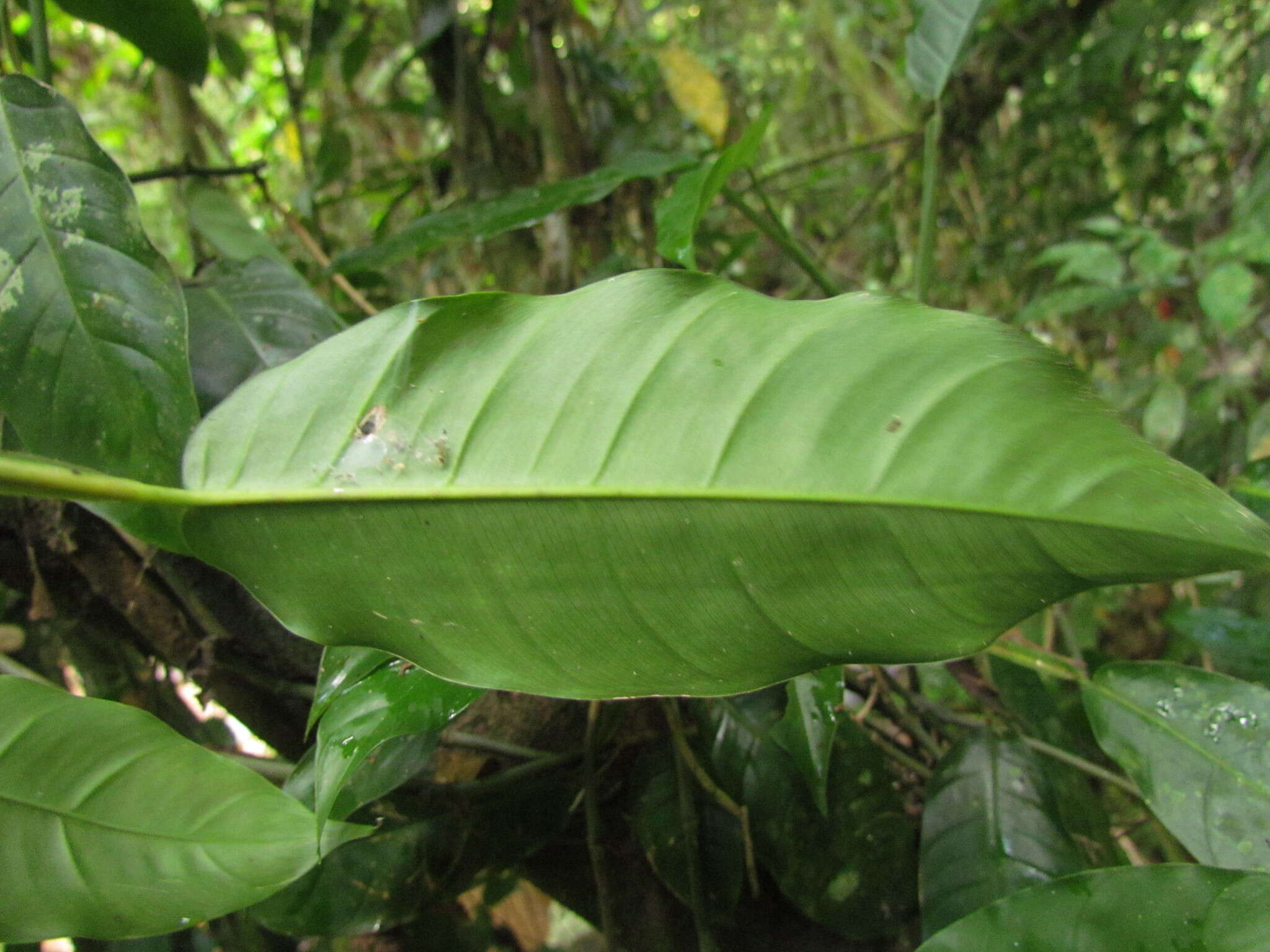 Image of Philodendron propinquum Schott