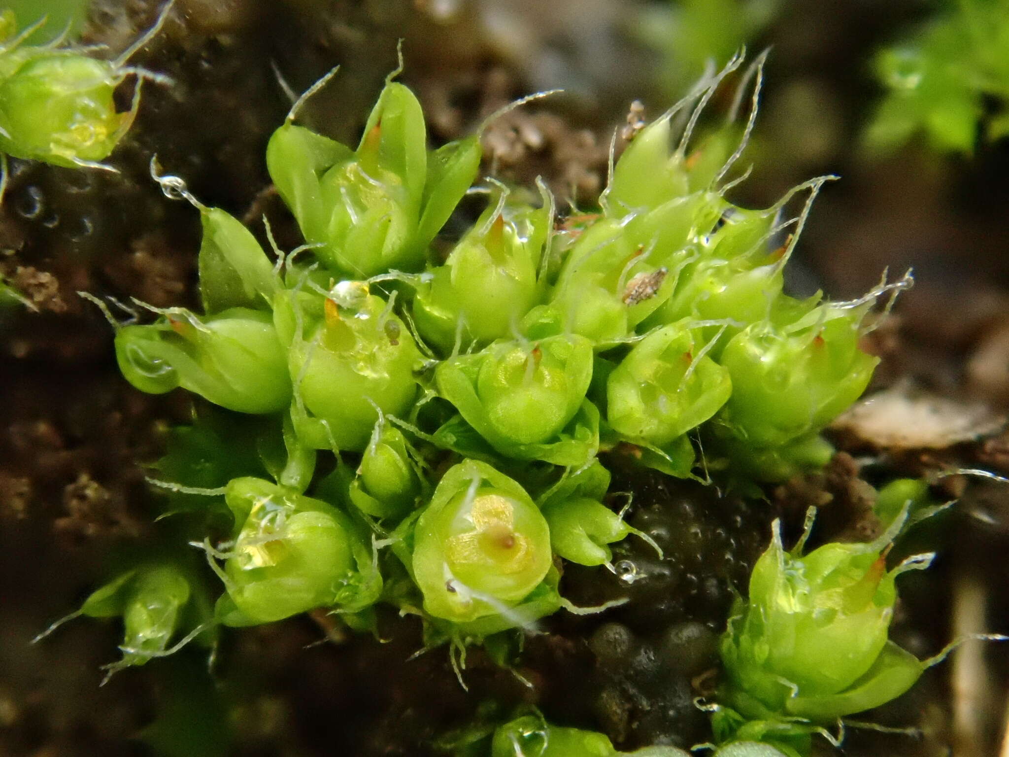 Image of sessile pterygoneurum moss