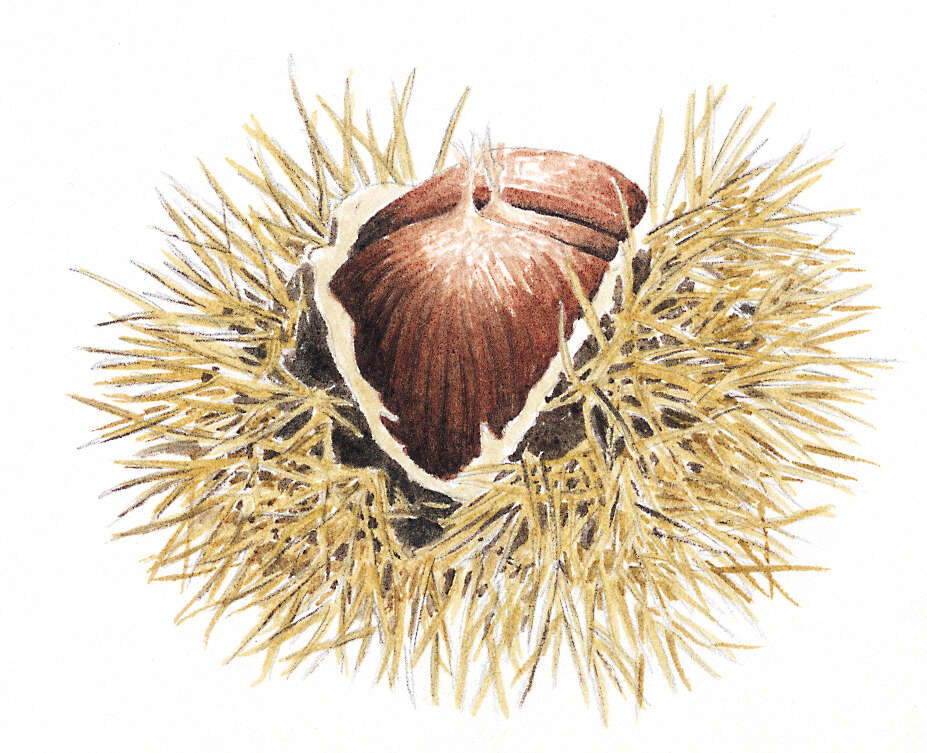 Image of Sweet Chestnut