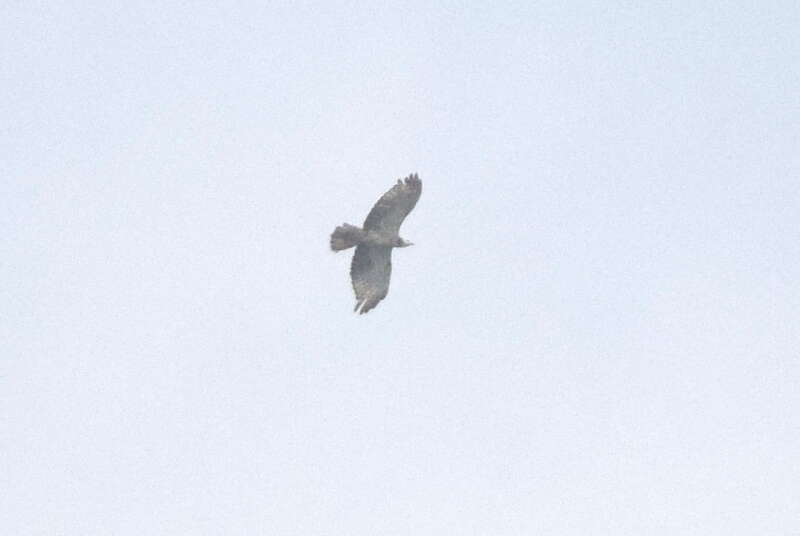 Image of Barred honey buzzard