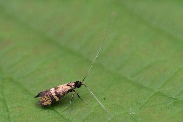 Image of Nemophora associatella Zeller 1839