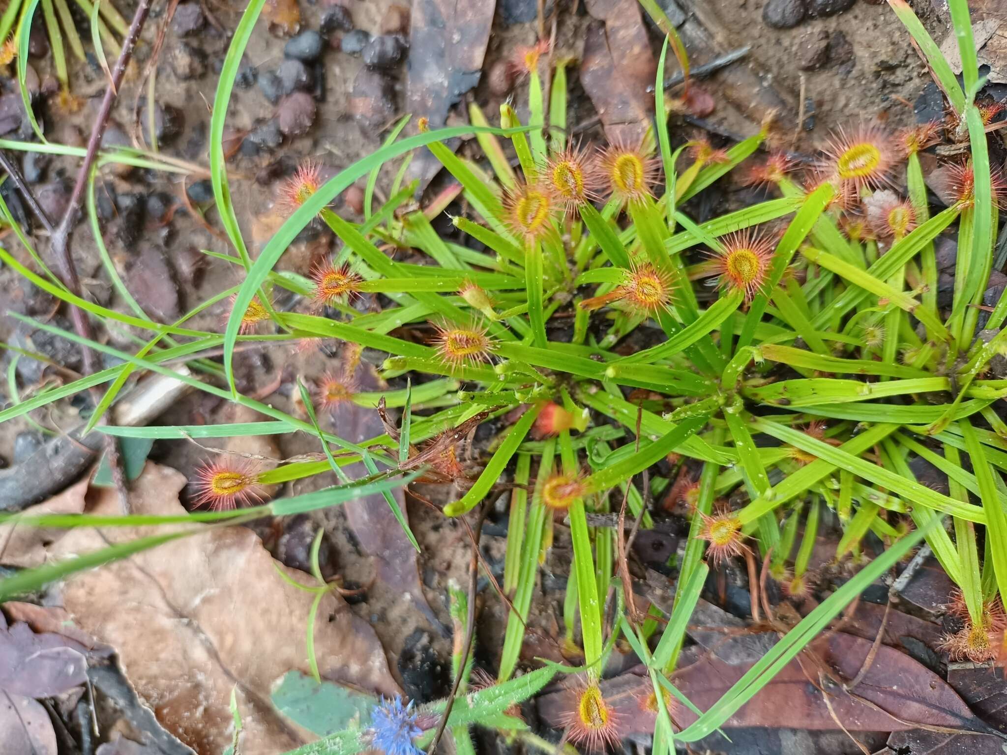 Image of Drosera dilatatopetiolaris Kondo