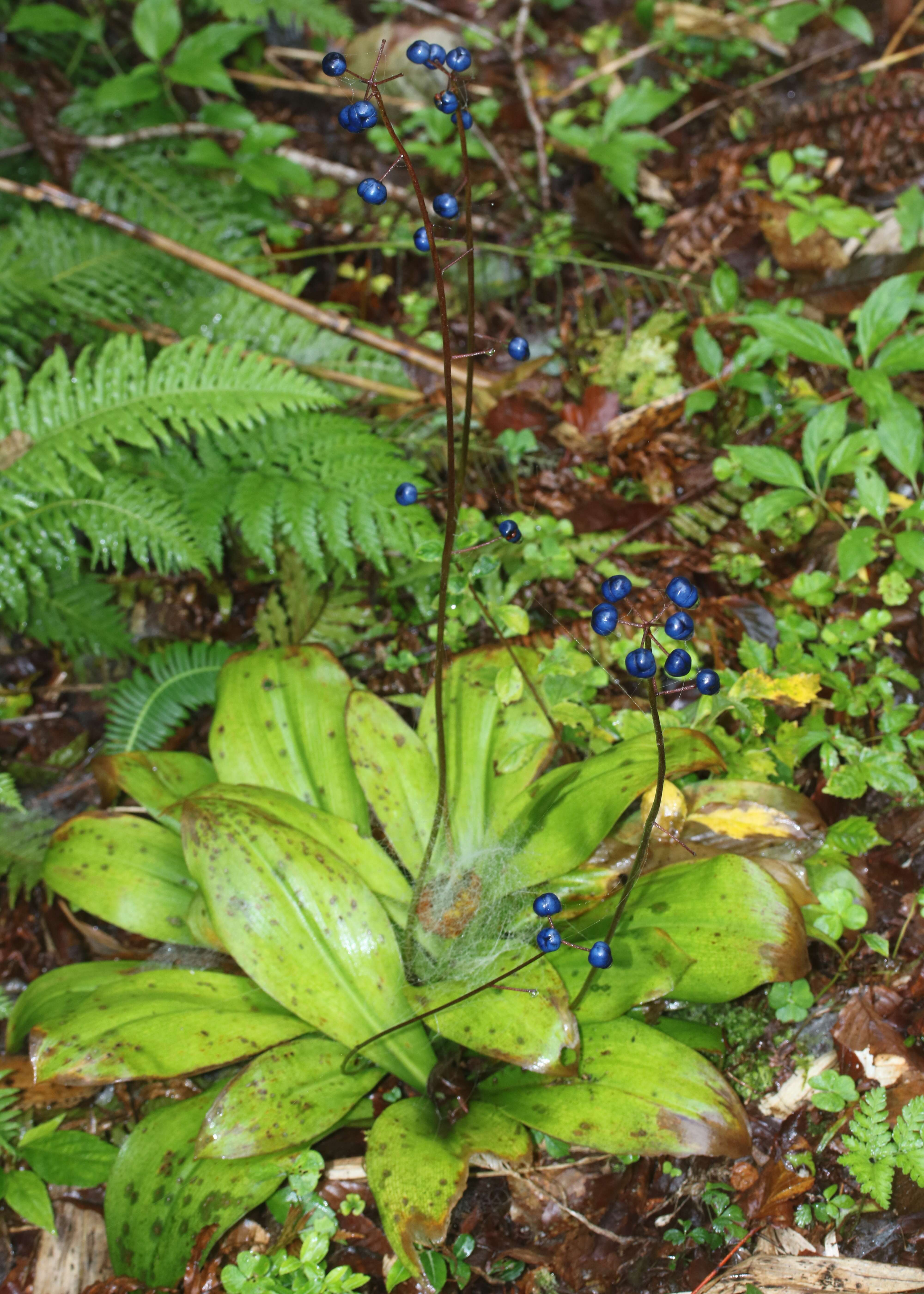 Image of Clintonia udensis Trautv. & C. A. Mey.