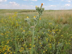 Image of Pilosella echioides (Lumn.) Sch. Bip., F. W. Schultz & Sch. Bip.