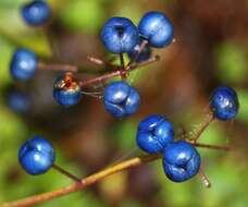 Image of Clintonia udensis Trautv. & C. A. Mey.