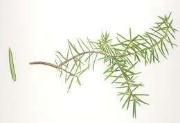 Image of Common Juniper