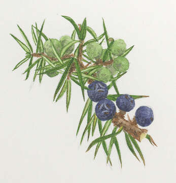 Image of Common Juniper