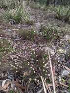 Image of Helichrysum calvertianum F. Müll.