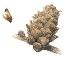 Image of European Larch