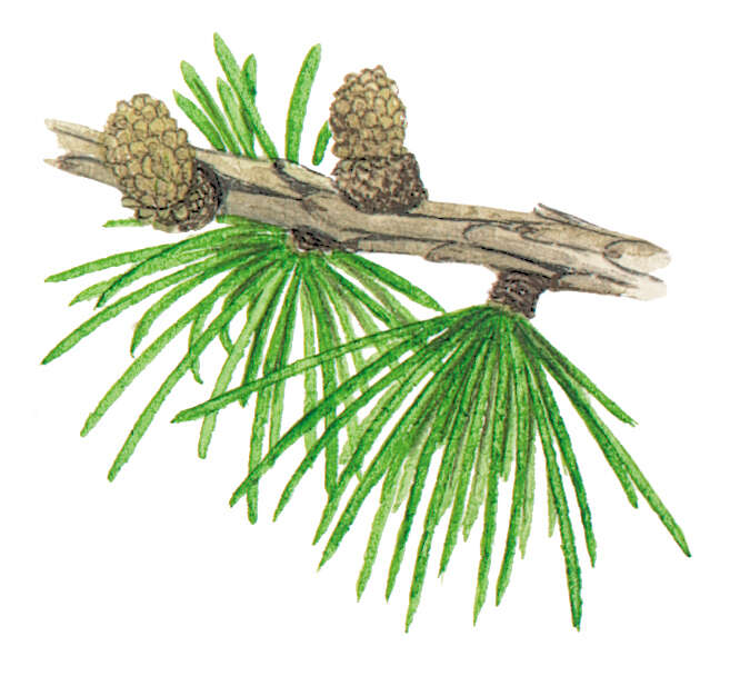 Image of European Larch