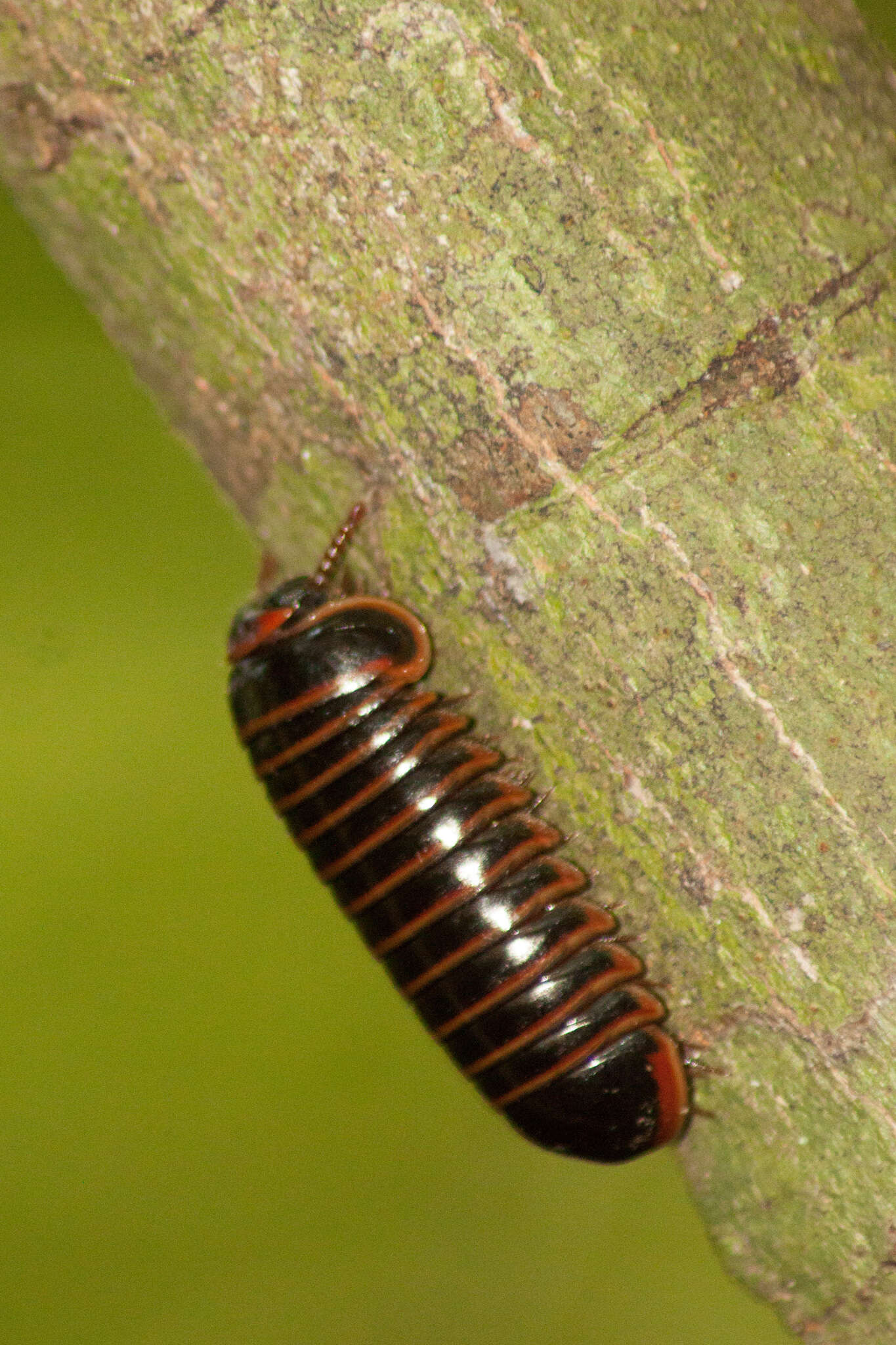 Image of Cryxus ovalis (Linnaeus 1758)