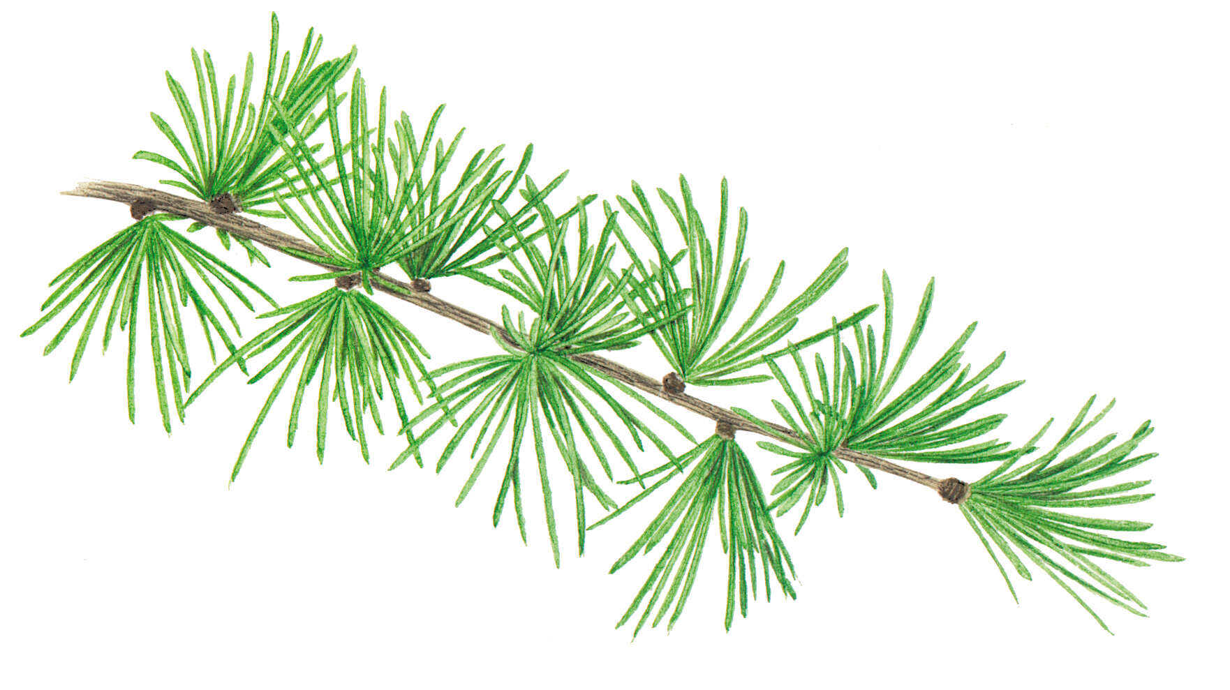 Image of European Larch