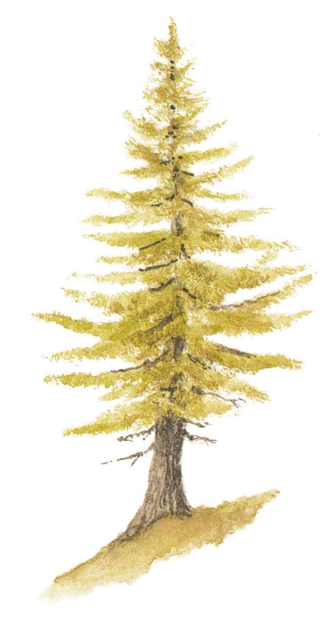 Image of European Larch