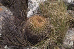 Image of Echinopsis chrysochete Werderm.