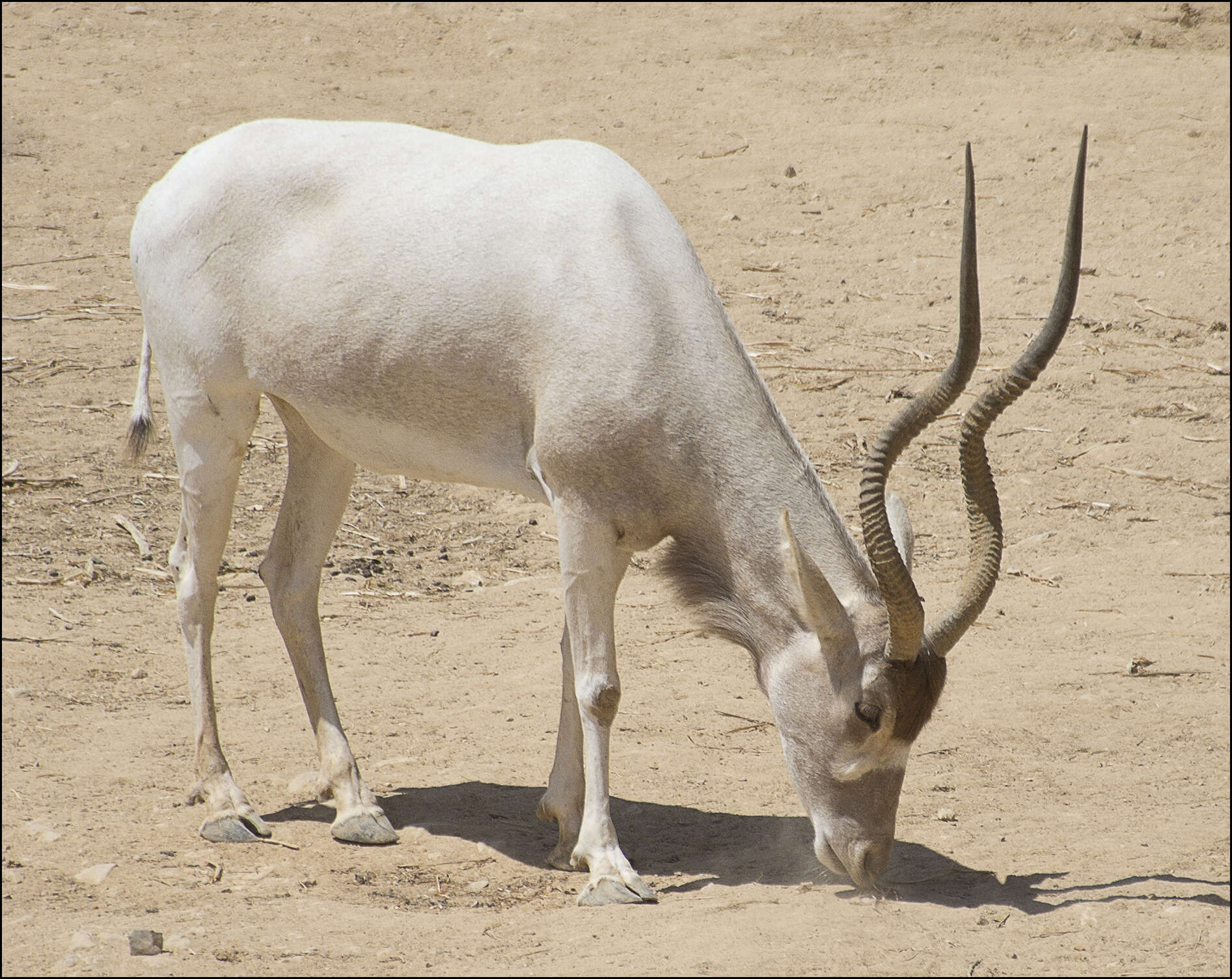 Image of Addax Laurillard 1841