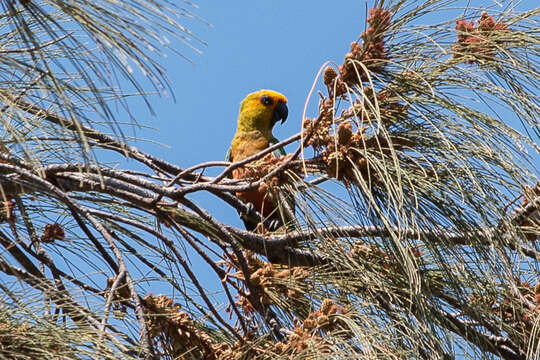 Image of Aratinga auricapillus auricapillus (Kuhl 1820)