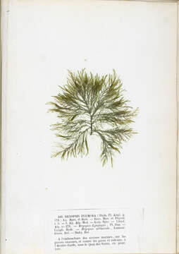 Image of Bryopsis plumosa