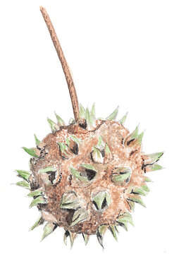 Image of Oriental Sweetgum