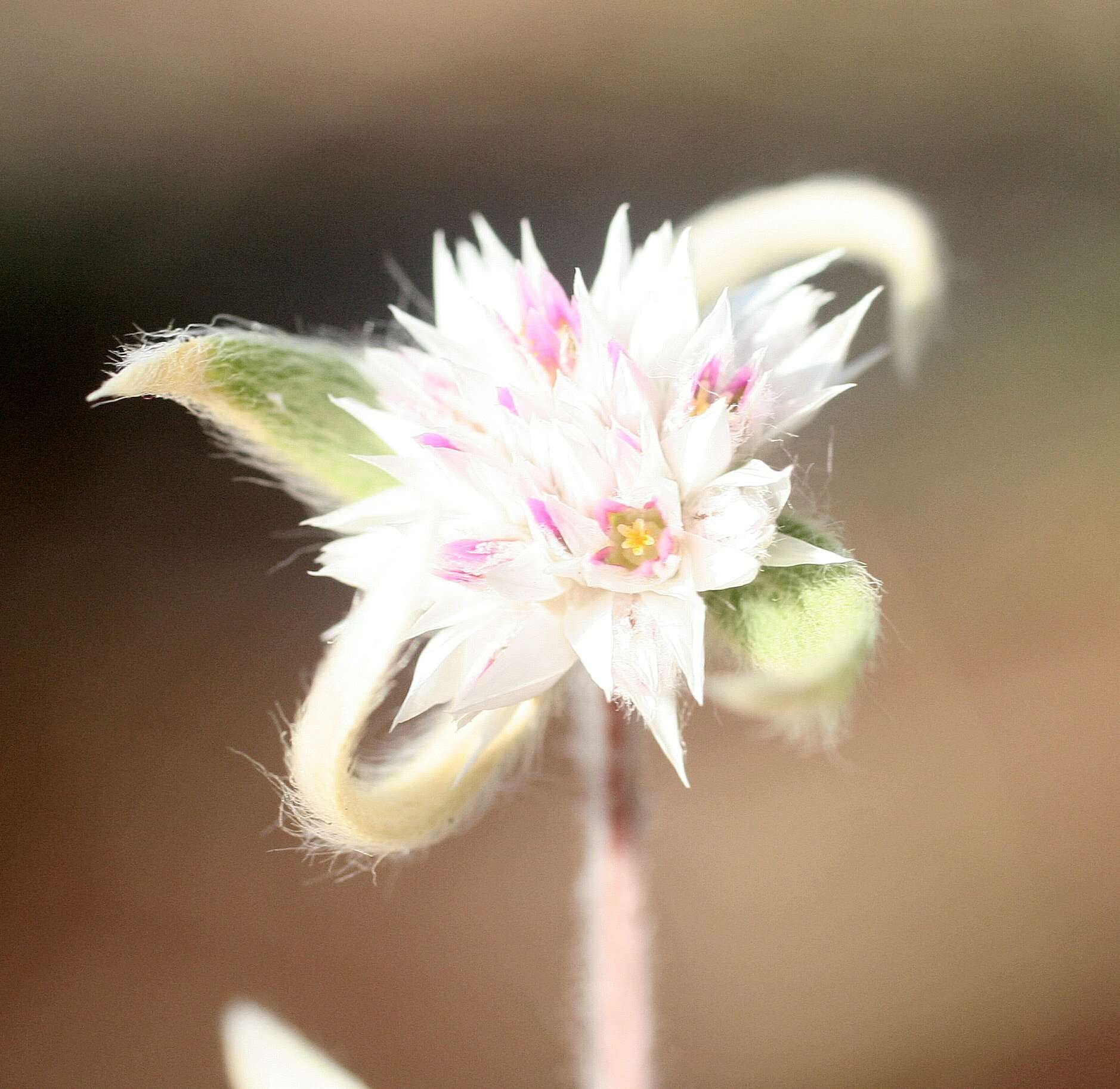 Gomphrena leptoclada Benth.的圖片