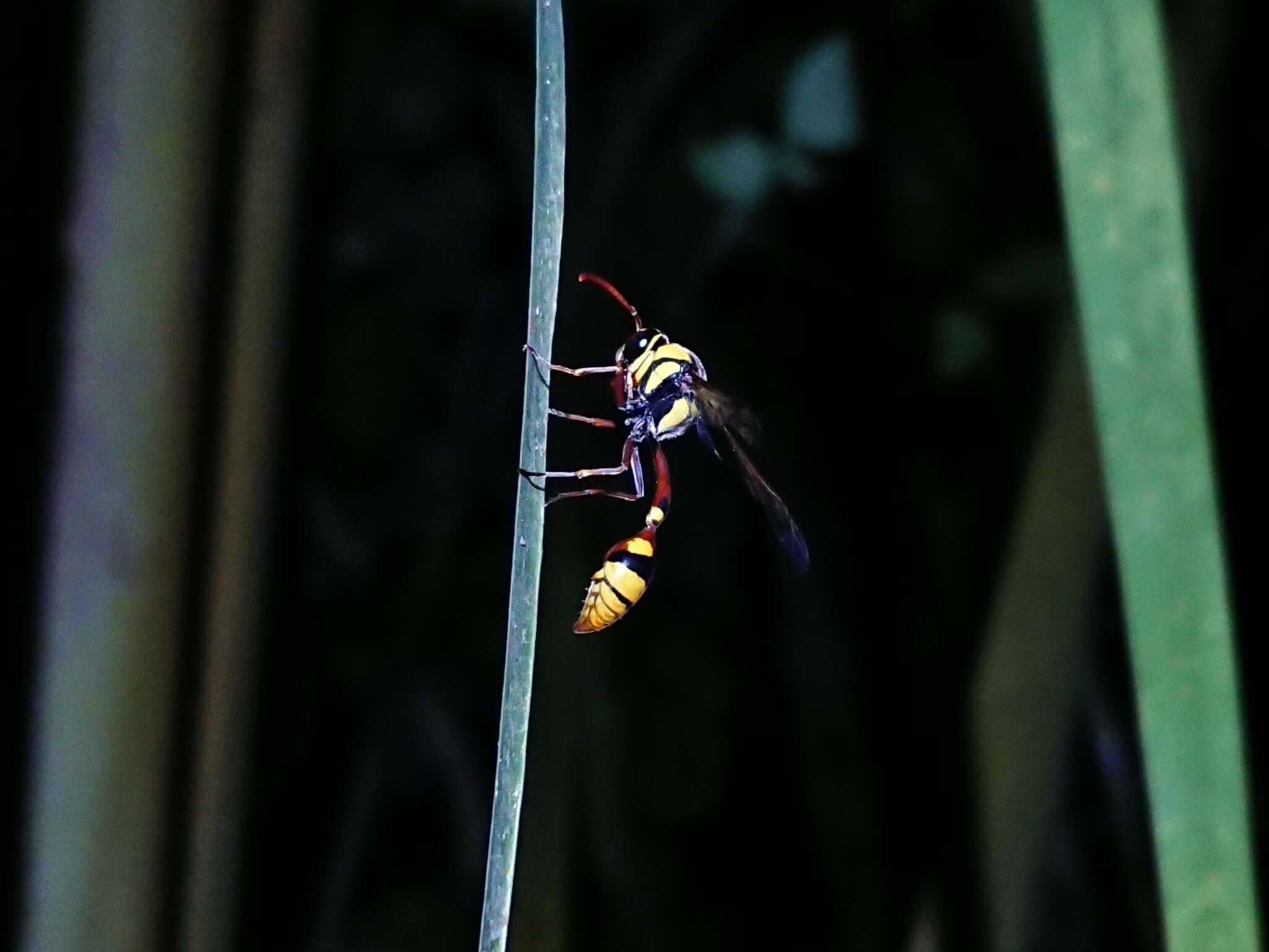 Image of Yellow and black potter wasp