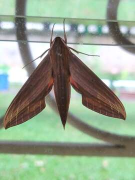 Image of Xylophanes neoptolemus (Cramer 1780)