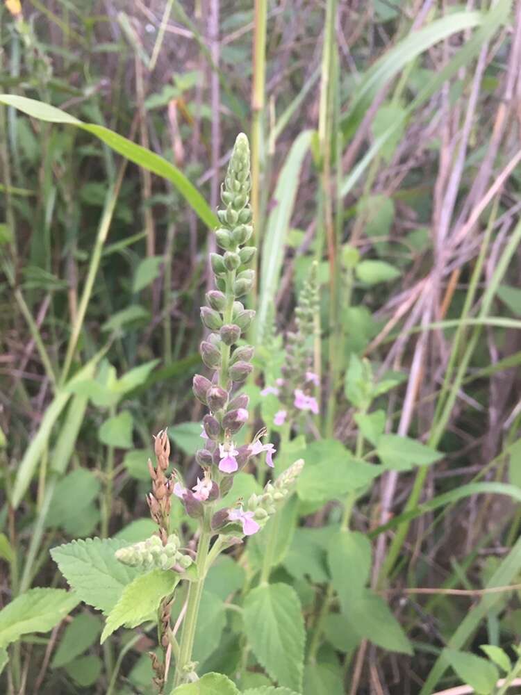 Sivun Teucrium vesicarium Mill. kuva