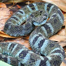 Image de Bothrops chloromelas (Boulenger 1912)