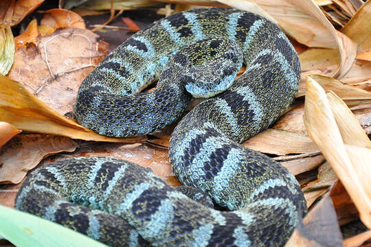 Image of Bothrops chloromelas (Boulenger 1912)