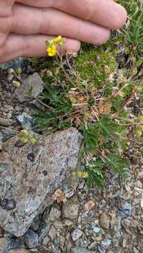 Sivun Potentilla jepsonii var. kluanensis kuva