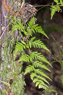 Image of iron fern