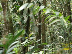 Image of Anthurium alatum Engl.