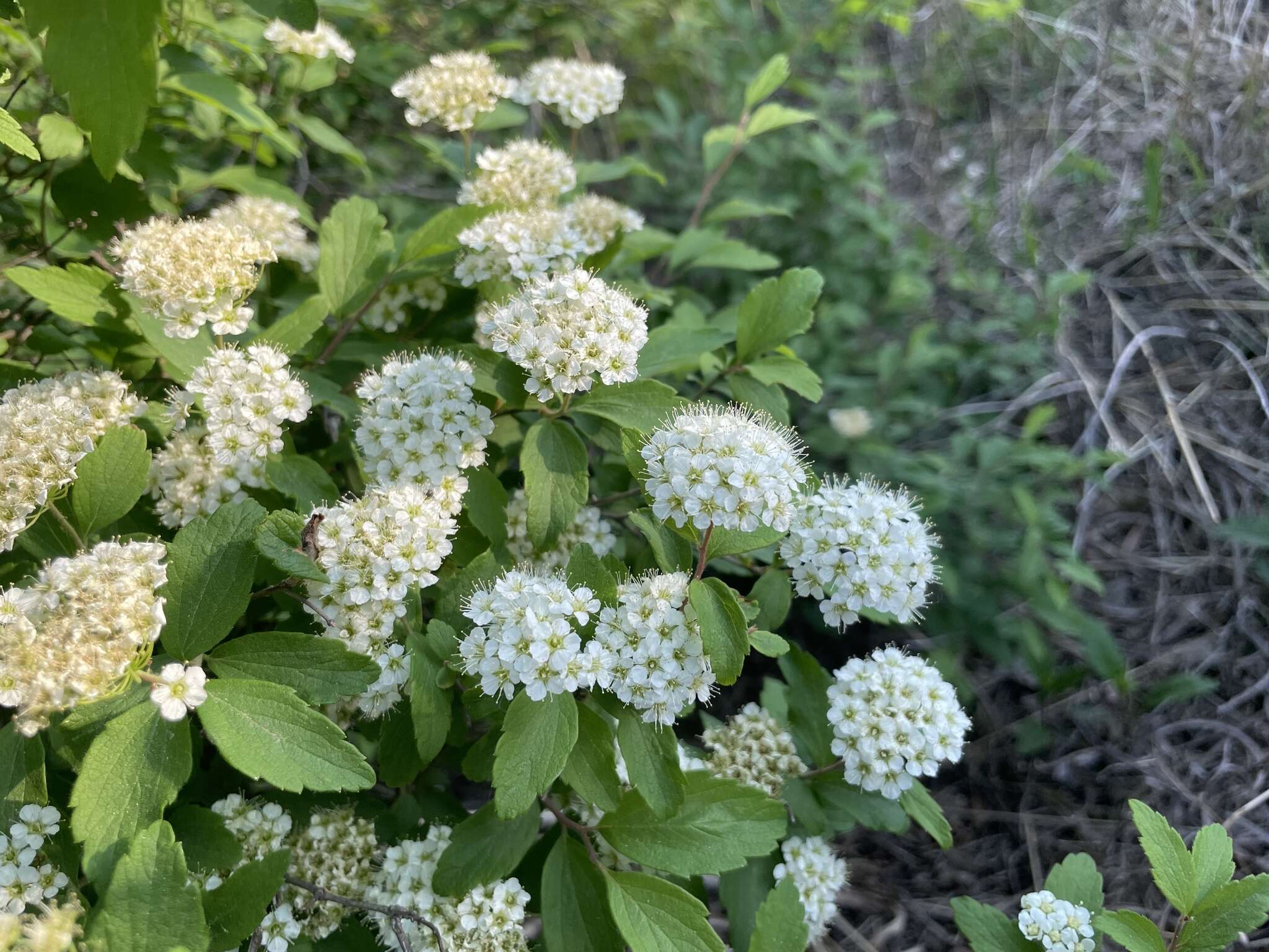 Image of Spiraea pubescens Turcz.