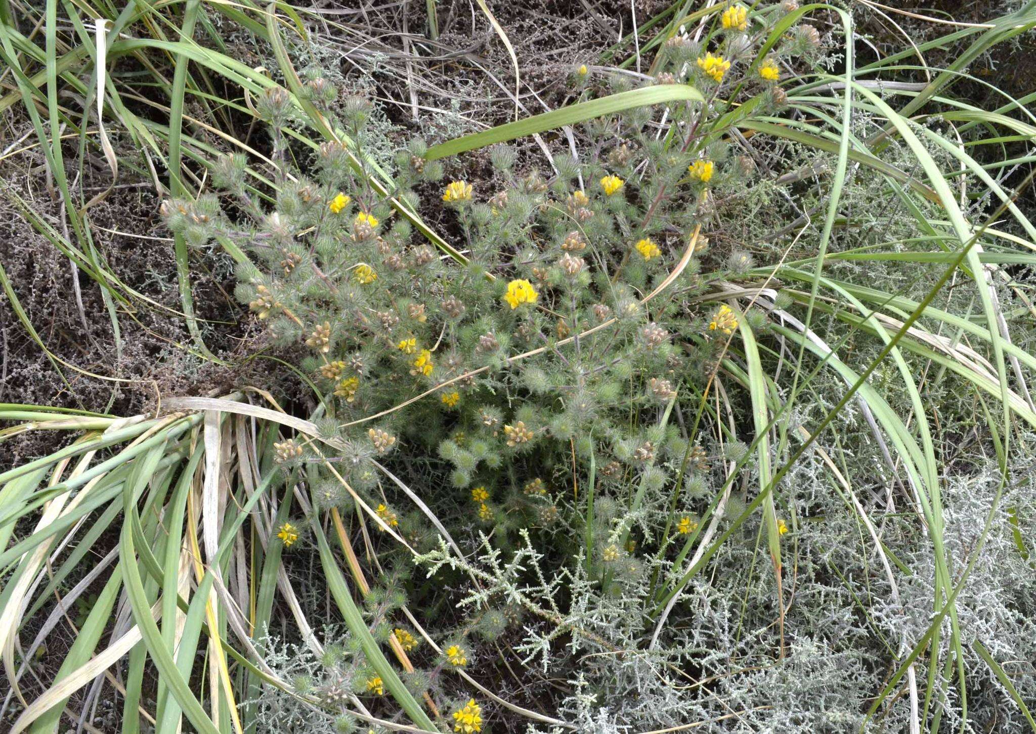 Image of Aspalathus araneosa L.