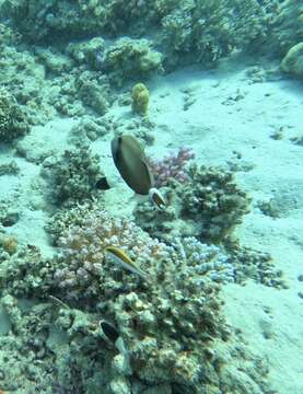 Image of Bluethroat triggerfish