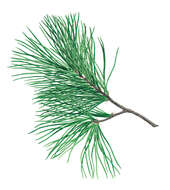 Imagem de Pinus peuce Griseb.