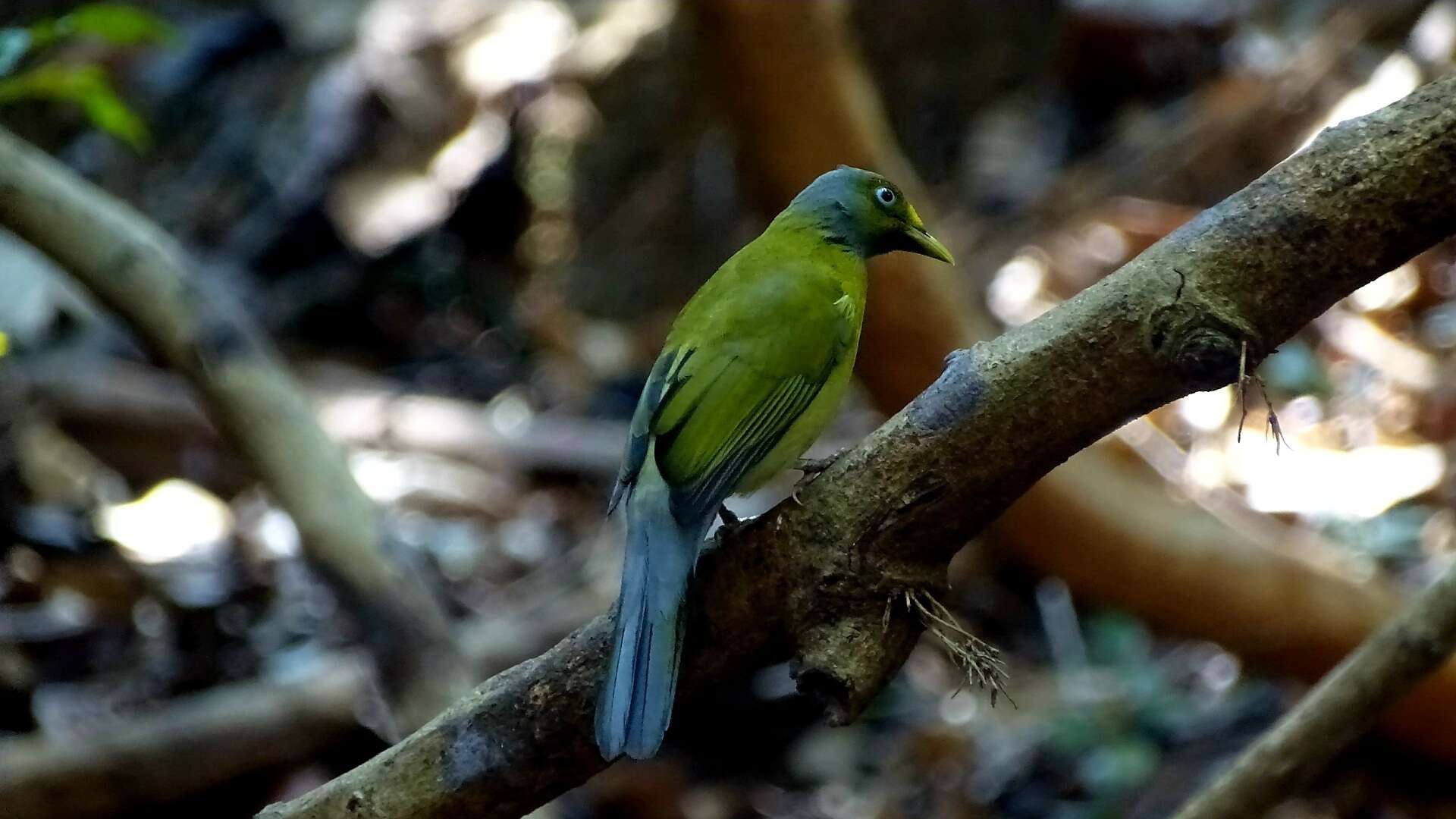 Image of Grey-headed Bulbul