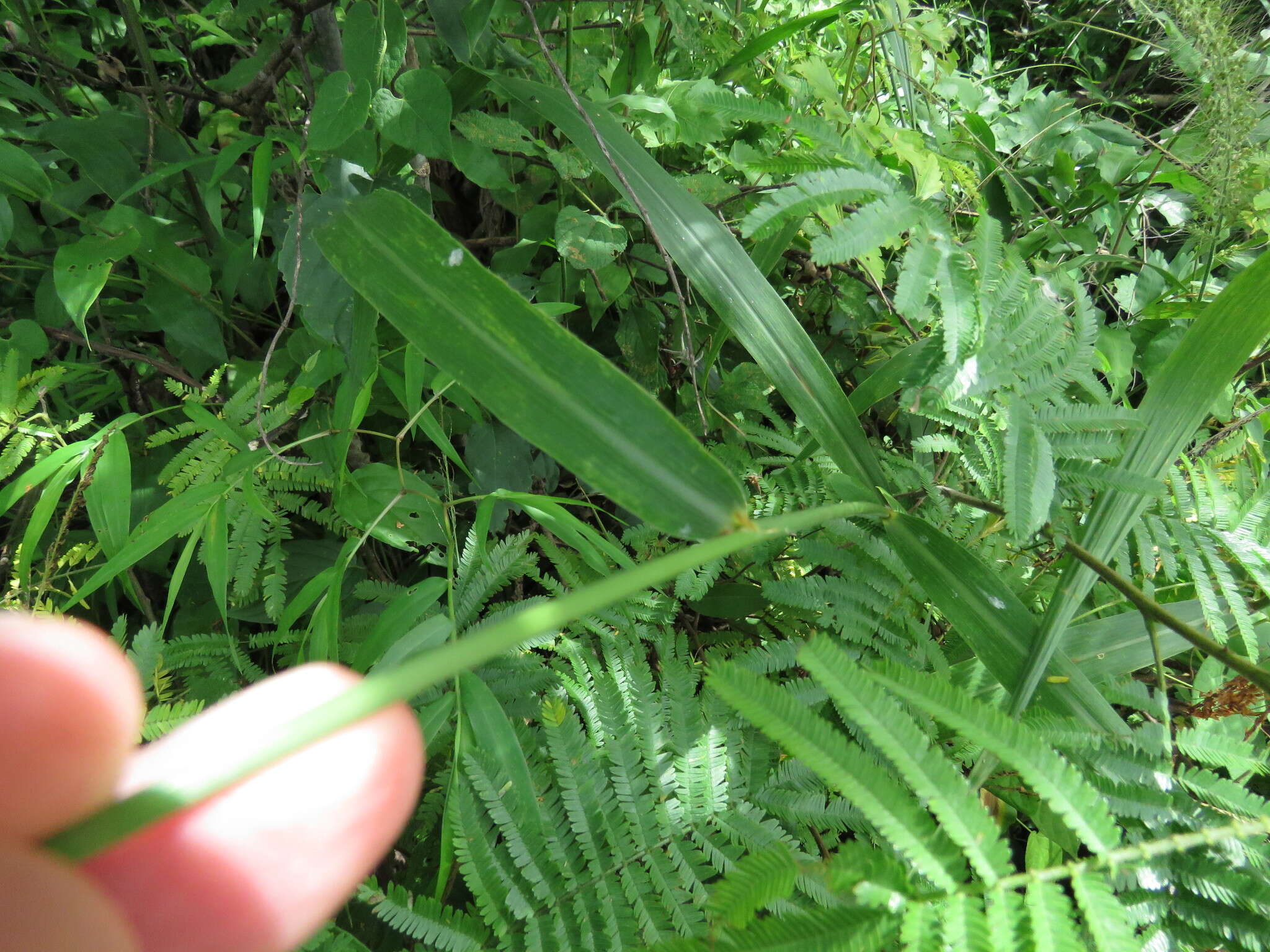 Image of Grisebach's bristlegrass