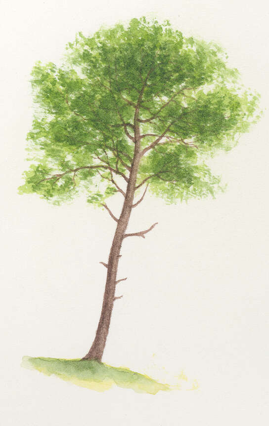 Image of Maritime Pine