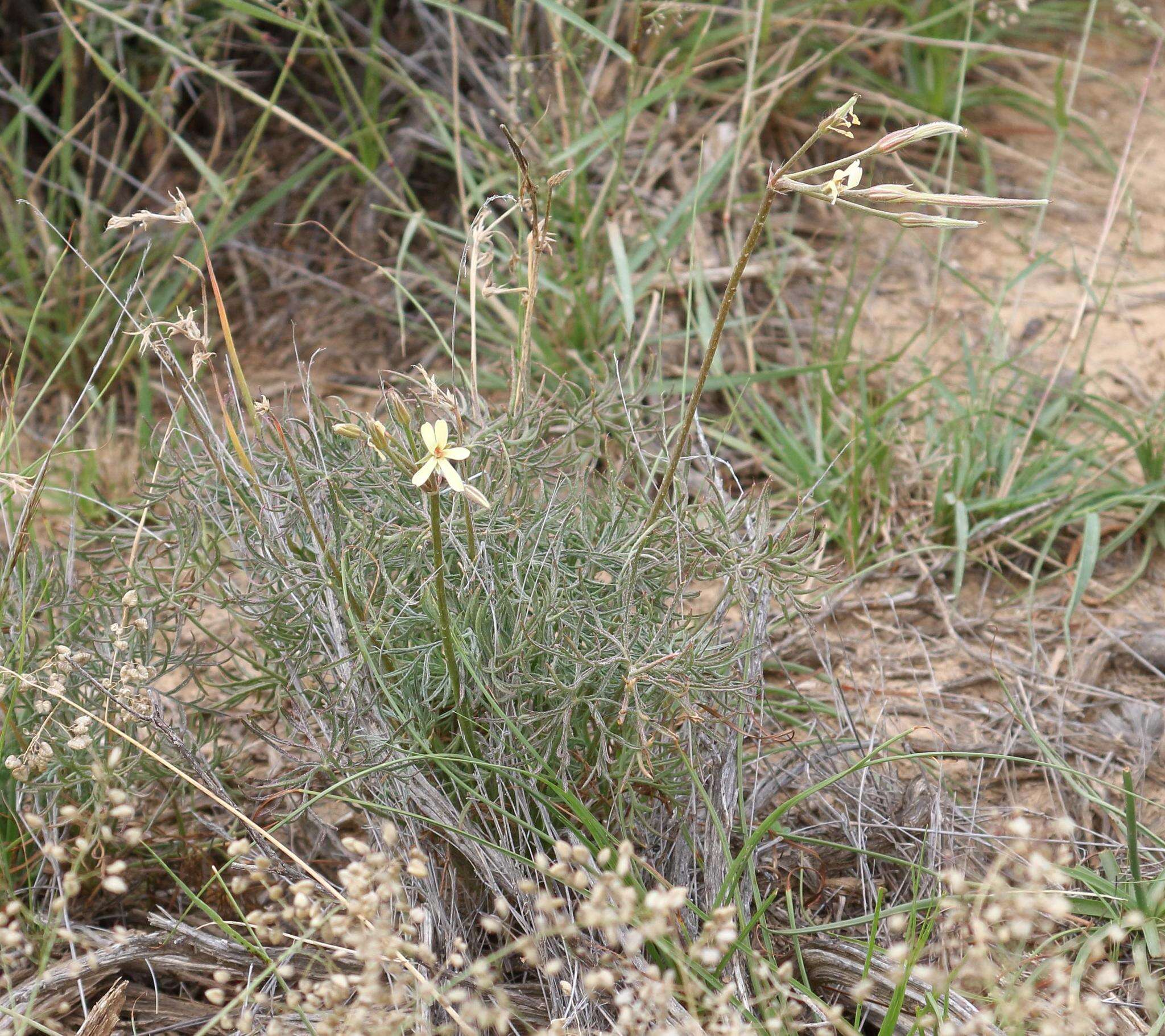 Image of Pelargonium aridum R. A. Dyer