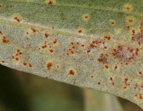 Image of Puccinia baccharidis Dietel & Holw. 1893