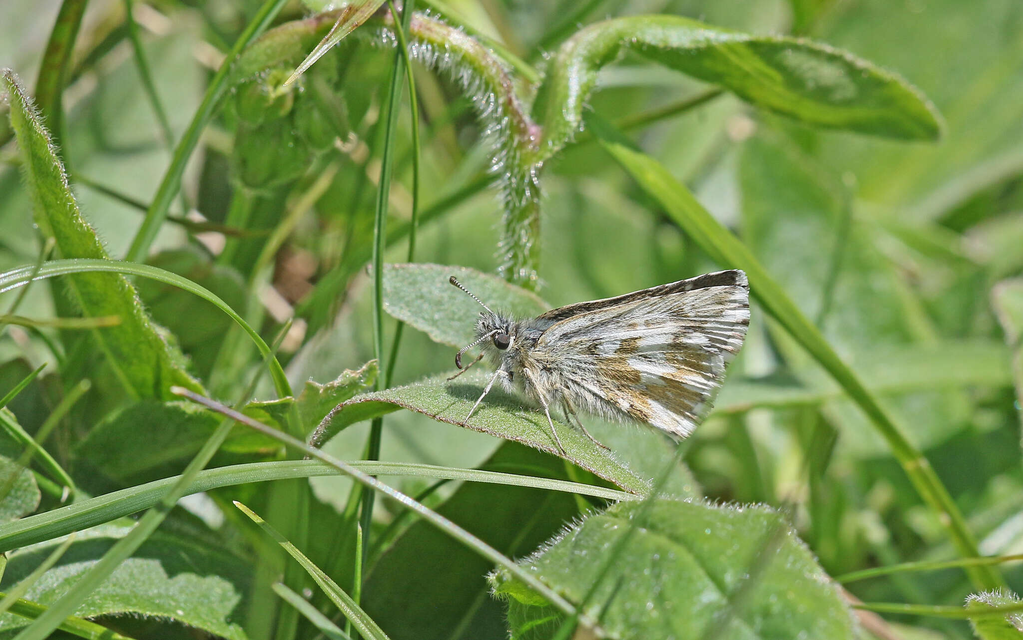 Image of Dusky Grizzled Skipper