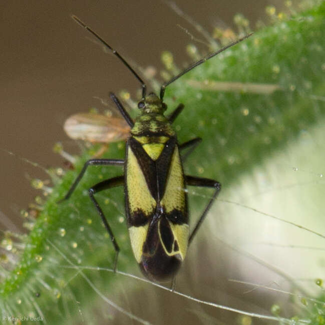 Macrotylus essigi Van Duzee 1916 resmi