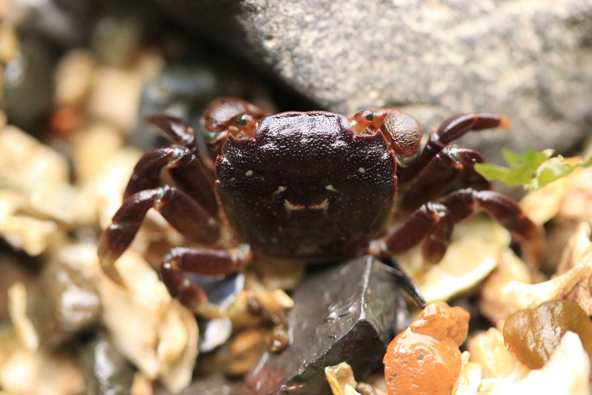 Image of Hemigrapsus nudus (Dana 1851)