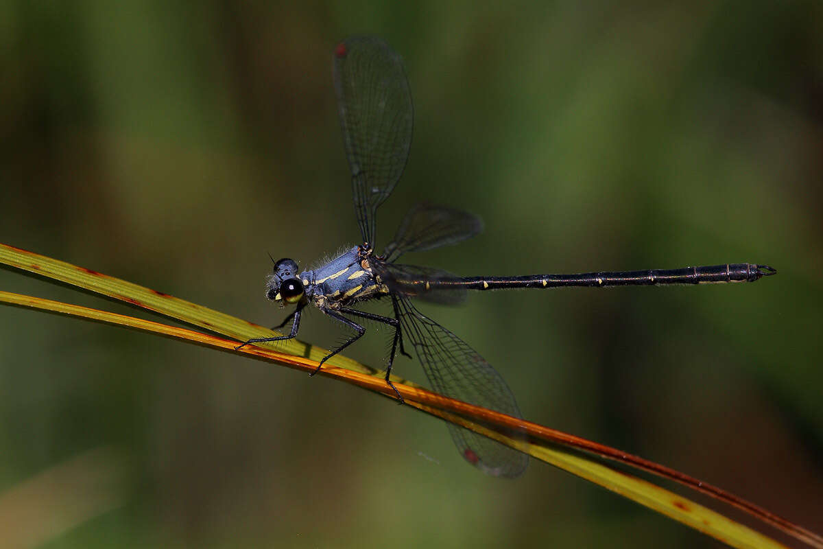 Image of Griseargiolestes eboracus (Tillyard 1913)