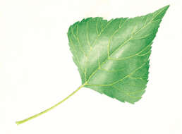 Image of Black Poplar