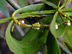 Image of fourpart mistletoe